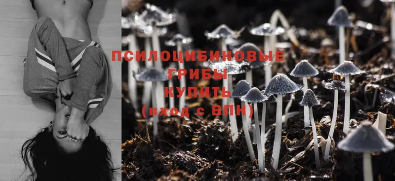 Псилоцибиновые грибы Magic Shrooms  Лесозаводск 